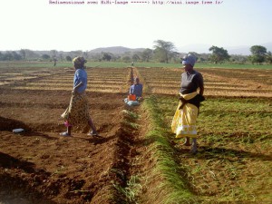 Financement de l'agriculture en Afrique